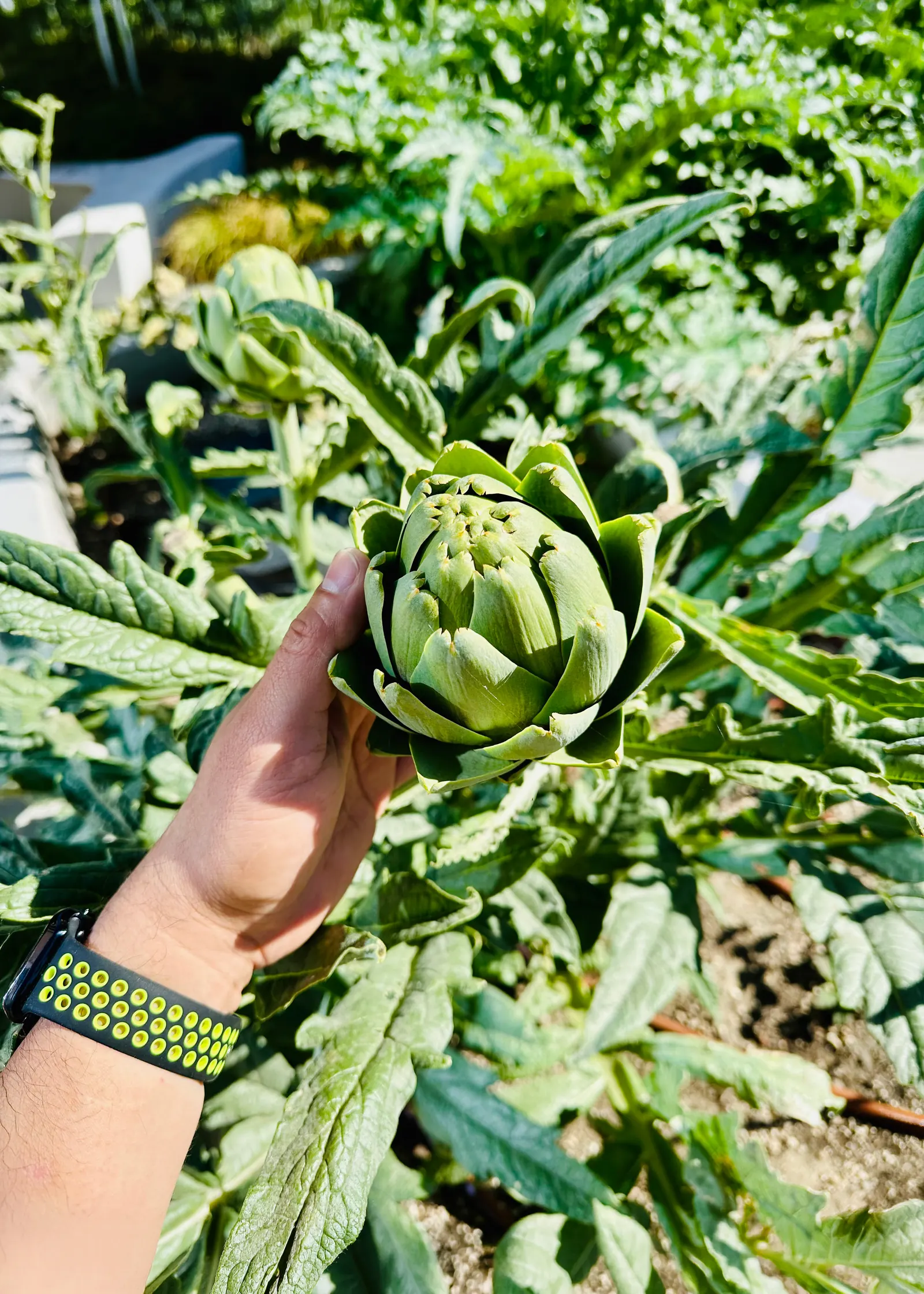 Fresh Artichoke Harvest - Lugo's Kitchen