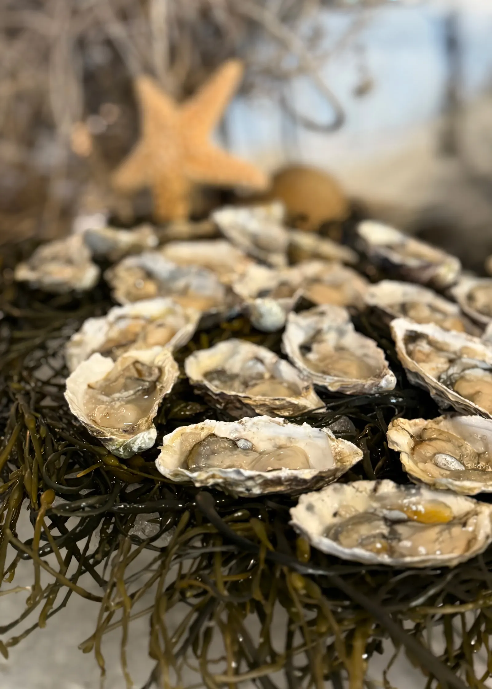 Fresh Shucked Oysters on Seaweed - Lugo's Kitchen