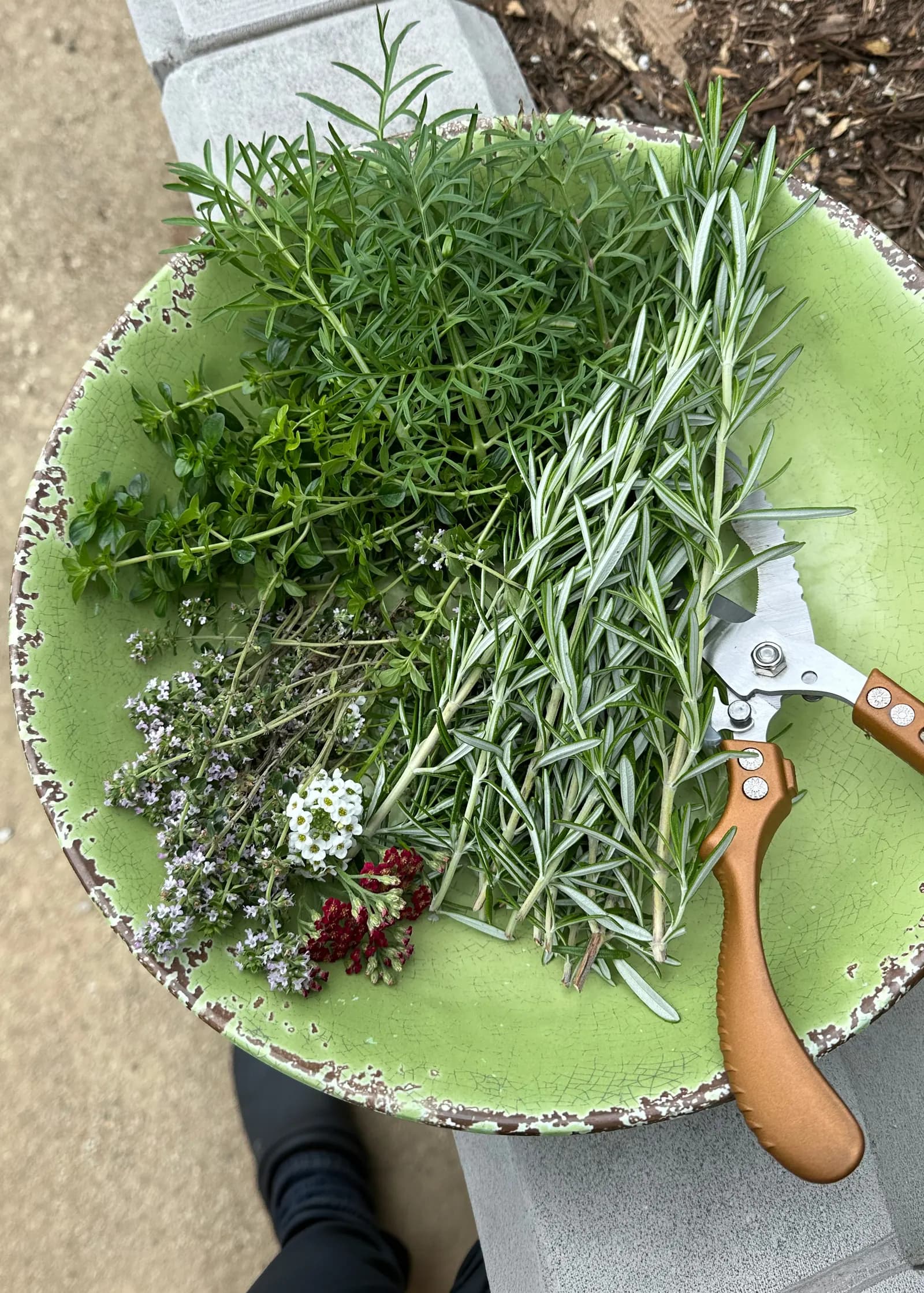 Garden-Fresh Culinary Herbs - Lugo's Kitchen